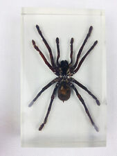 Real Tarantula Bird Spider Insect Specimens In Lucite Paperweight Acrylic Crafts picture
