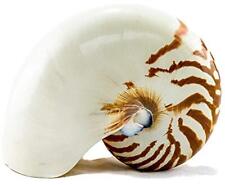 Natural Chambered Nautilus Seashell 4