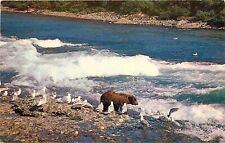 Brown Bear Sea Gulls McNeil River Anchorage Alaska Postcard picture