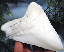 5 INCH LONG MEGALODON SHARK TOOTH REPLICA BIG FOSSIL GIANT SERRATED TEETH MEG picture