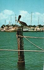 Vintage Postcard Pelican Bird Inhabitant Fabulous Waterways of Florida FL picture
