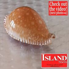 BIG Cypraea Guttata bicallosa #14 57.3mm RARE BEAUTY from the Philippines picture