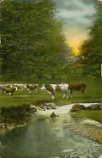 COWS c1915 POSTCARD Antique BROWN and White grazing by a STREAM Pennsylvania  picture