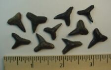 10 - Fossilized Lemon Shark Teeth from South Florida picture
