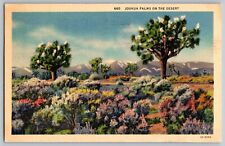 California CA - Colorful Joshua Palms Trees on the Desert - Vintage Postcard picture