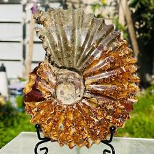 1.48lb Rare Large Natural Conch Ammonite Fossil Crystal Mineral Specimen Reiki picture