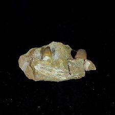 Extra Rare Carinodens belgicus Jaw Fossil Tooth Genuine Fossil Mosasaurus picture