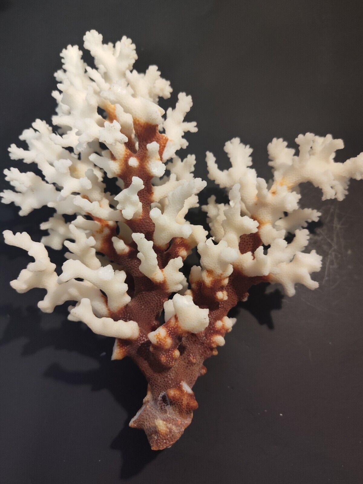 Large Natural White Coral Vintage 