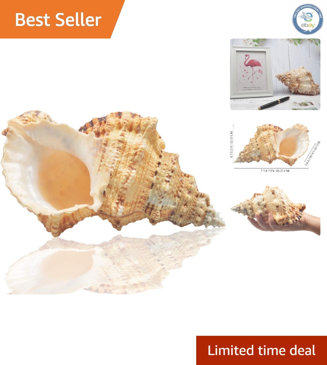 Jumbo Natural Sea Shells 7-8 inches - Perfect for Elegant Beach Decor Jumbo Natural Sea Shells 7-8 inches - Perfect for Elegant Beach Decor