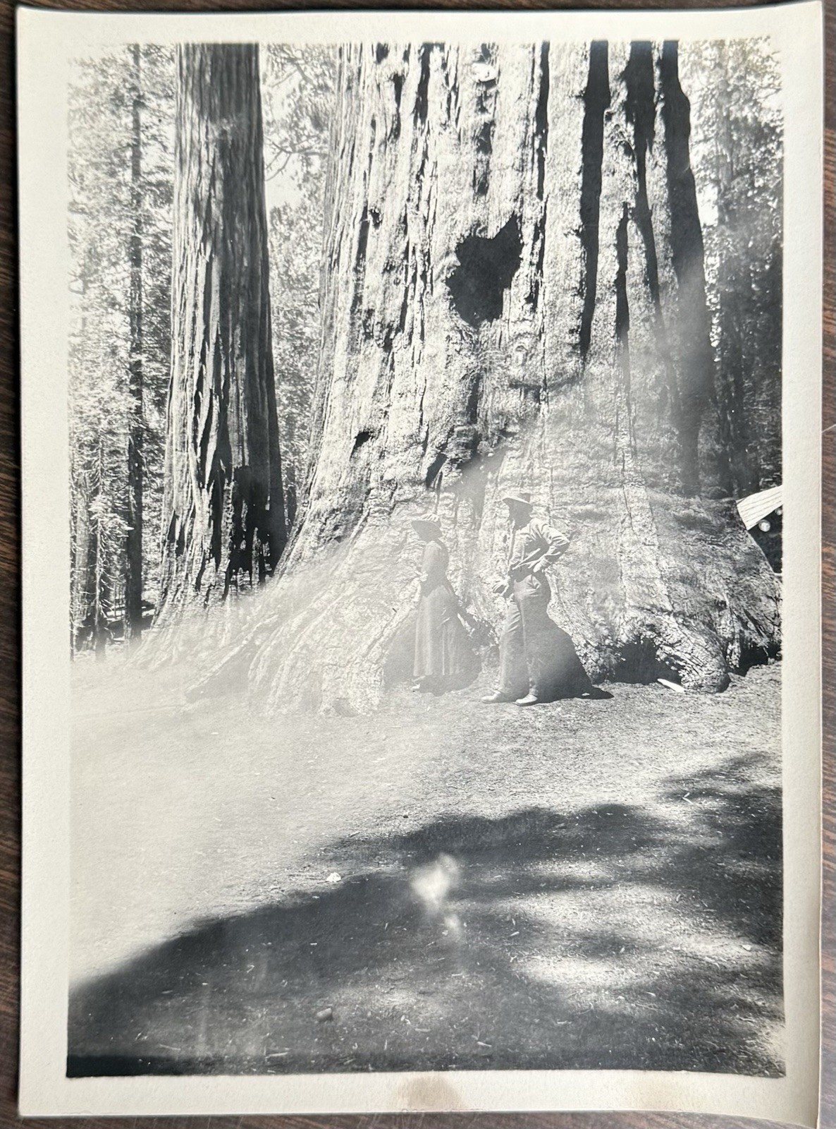 1908 Photograph GRIZZLY GIANT Tree SEQUOIA Park, California 1908 Photograph GRIZZLY GIANT Tree SEQUOIA Park, California