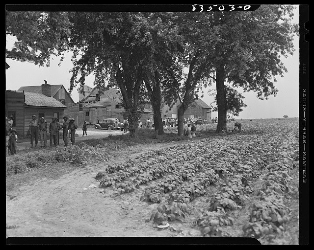 Photo:Bridgeton New Jersey 1942 Seabrook Farms bean fields old farm scene