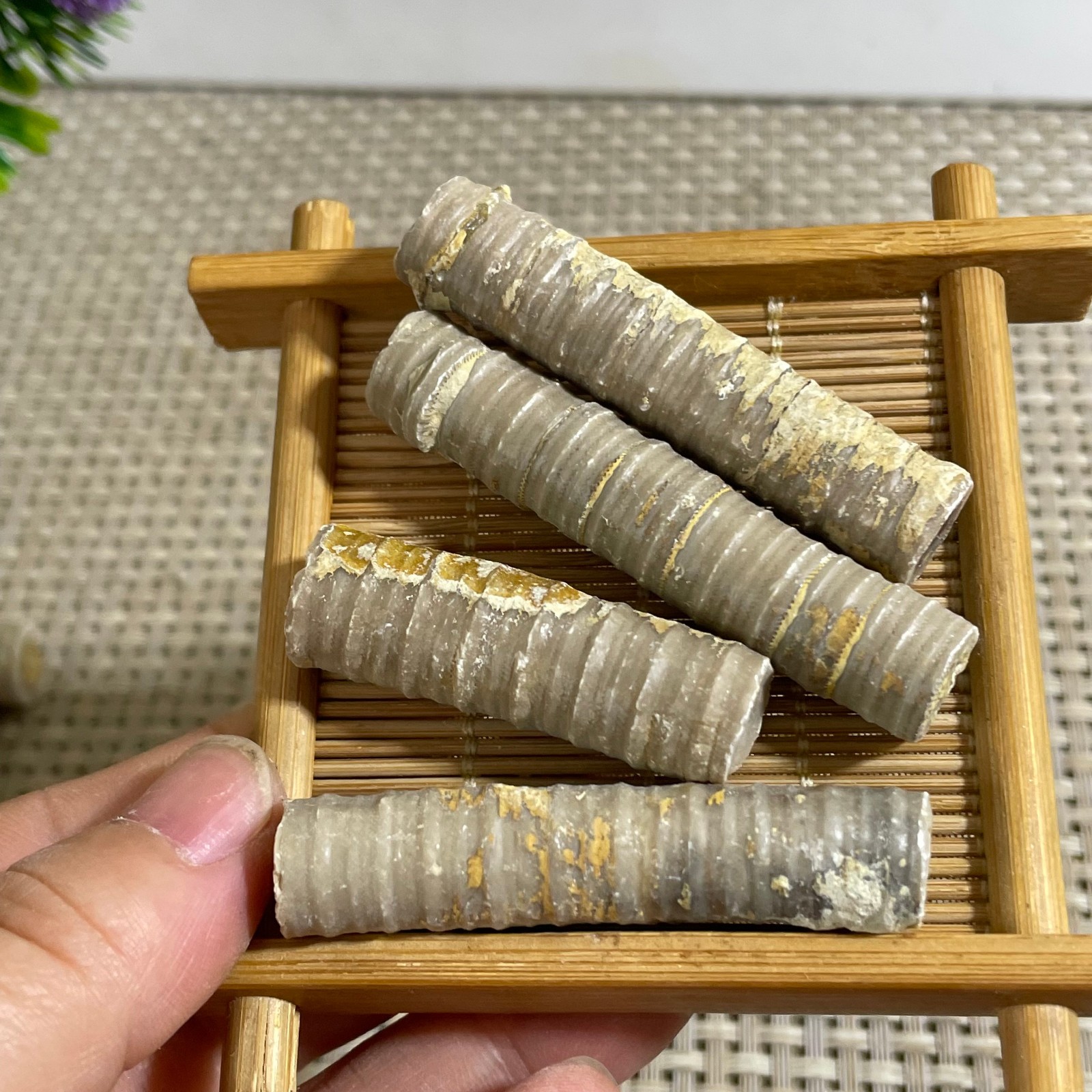 4pcs natural crinoid stems  crystal  Mineral samples  55g
