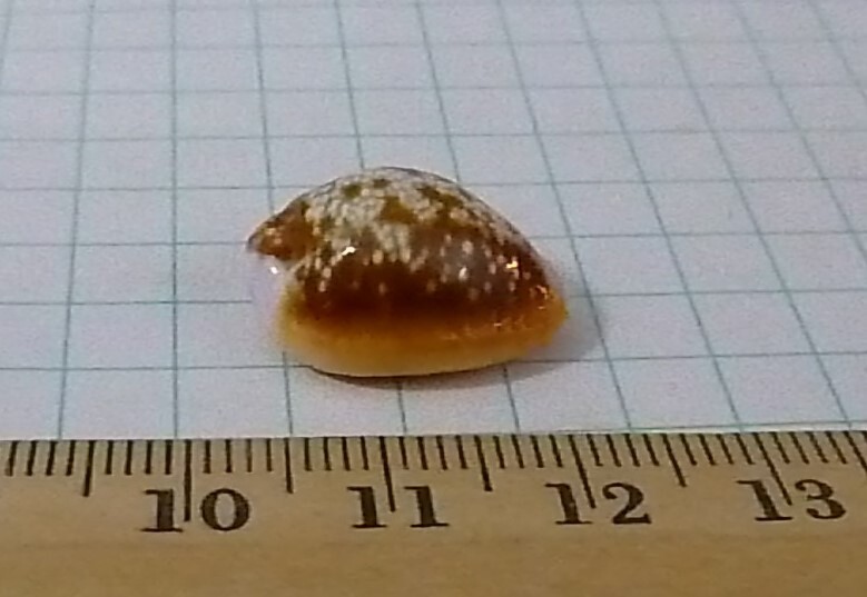 Nice Cypraea helvola, F+++ 19mm Nice Cypraea helvola, F+++ 19mm