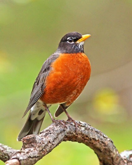 AMERICAN ROBIN Glossy 8x10 Photo Wildlife Print Bird Poster