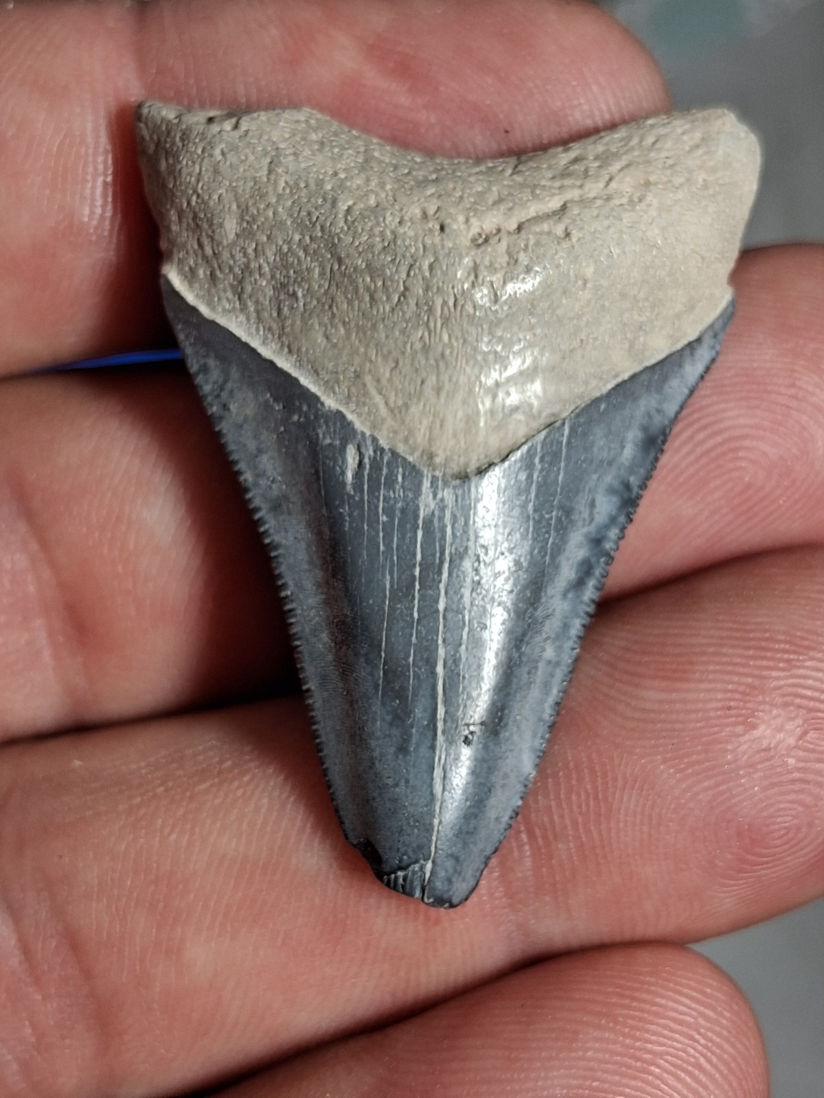 Nice Vibrant Blue Bone Valley Megalodon
