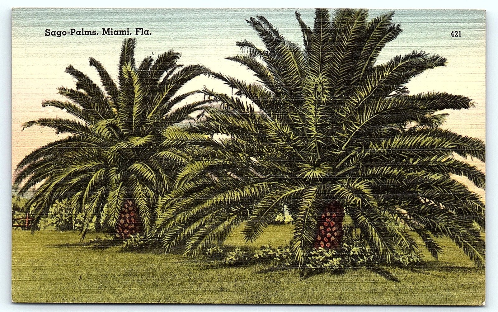Vintage Postcard Sago Palms Miami Florida