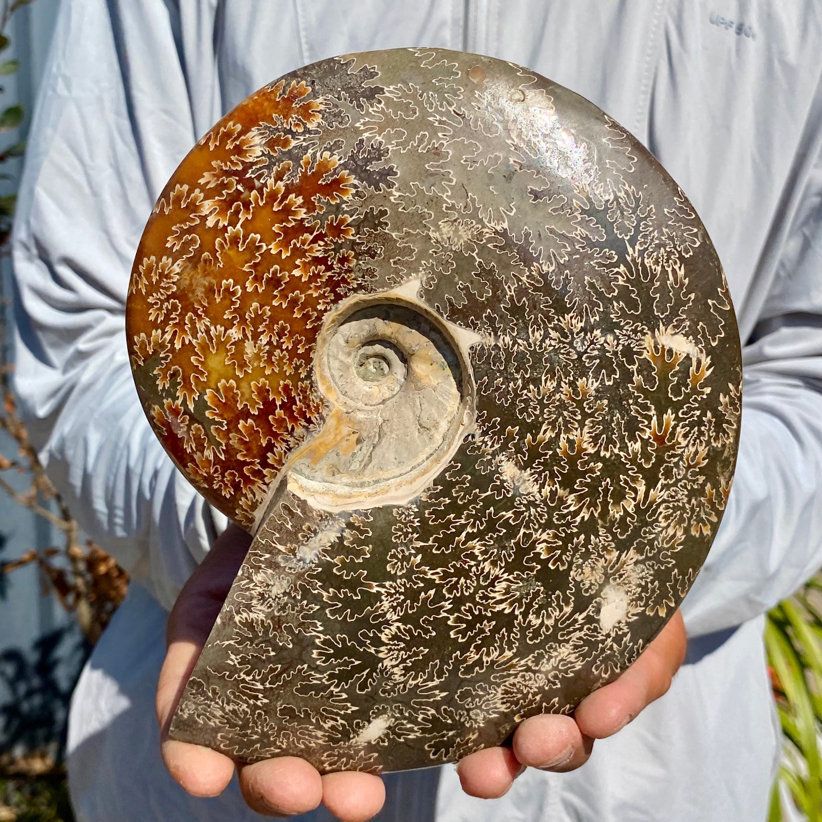 1.85LB Rare Natural Tentacle Ammonite FossilSpecimen Shell Healing Madagascar