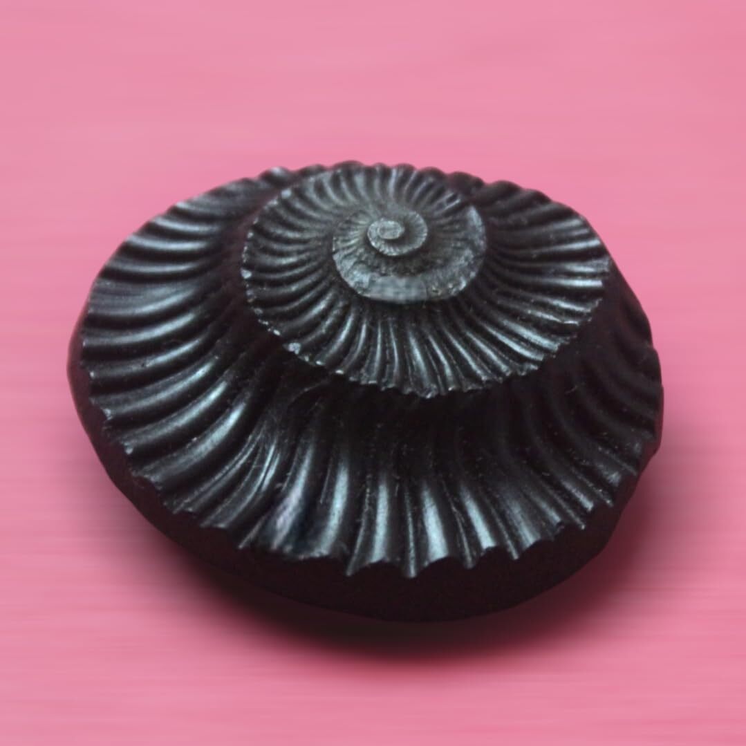 Sudarshan Shaligram Stone from Nepal Gandaki River Chakra Saligram 1.5 Sudarshan Shaligram Stone from Nepal Gandaki River Chakra Saligram 1.5