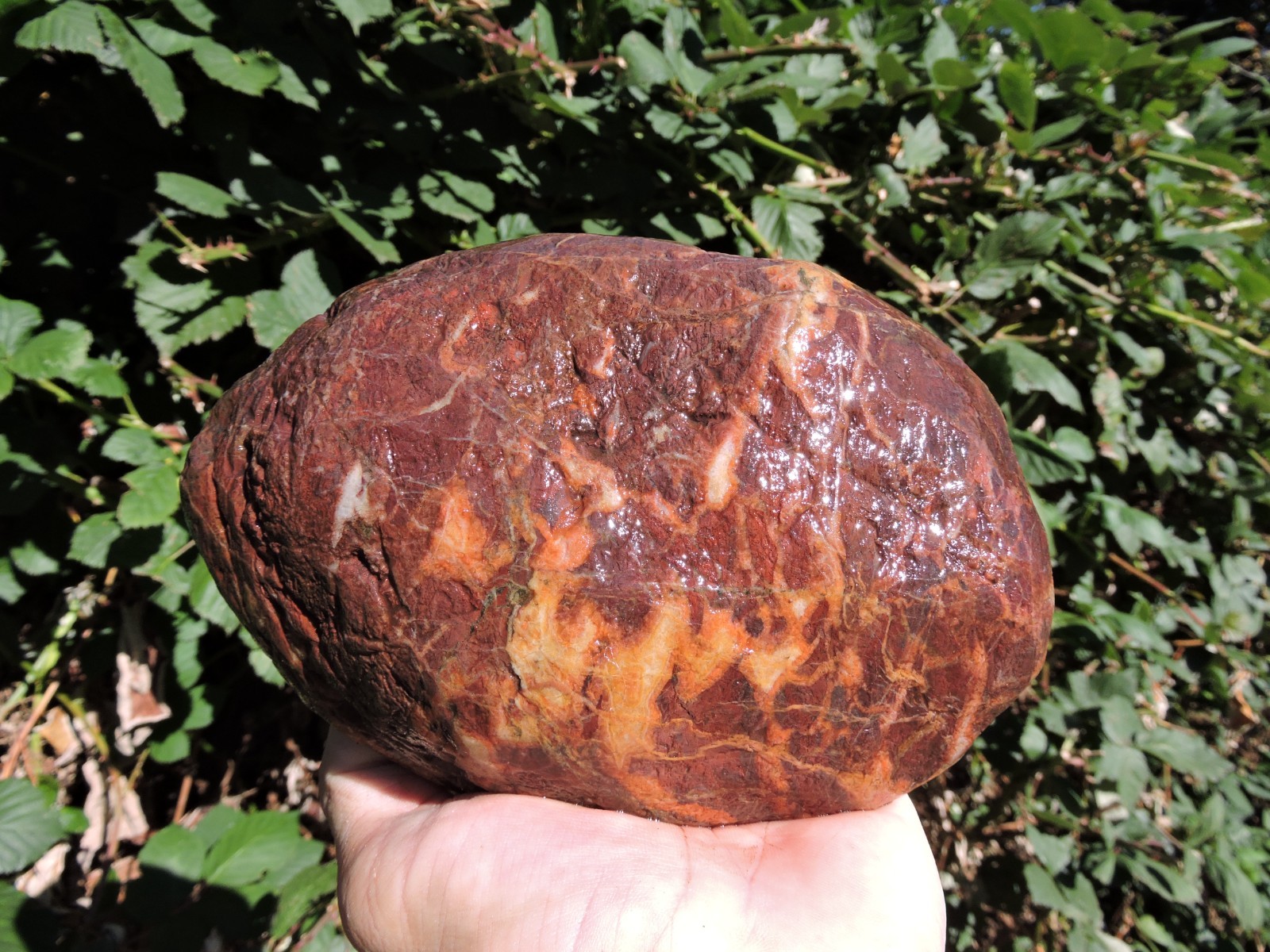 4.8LB High Grade Whole PNW Marbled MAROON & GOLD Jasper Rock Nodule Jaspagate