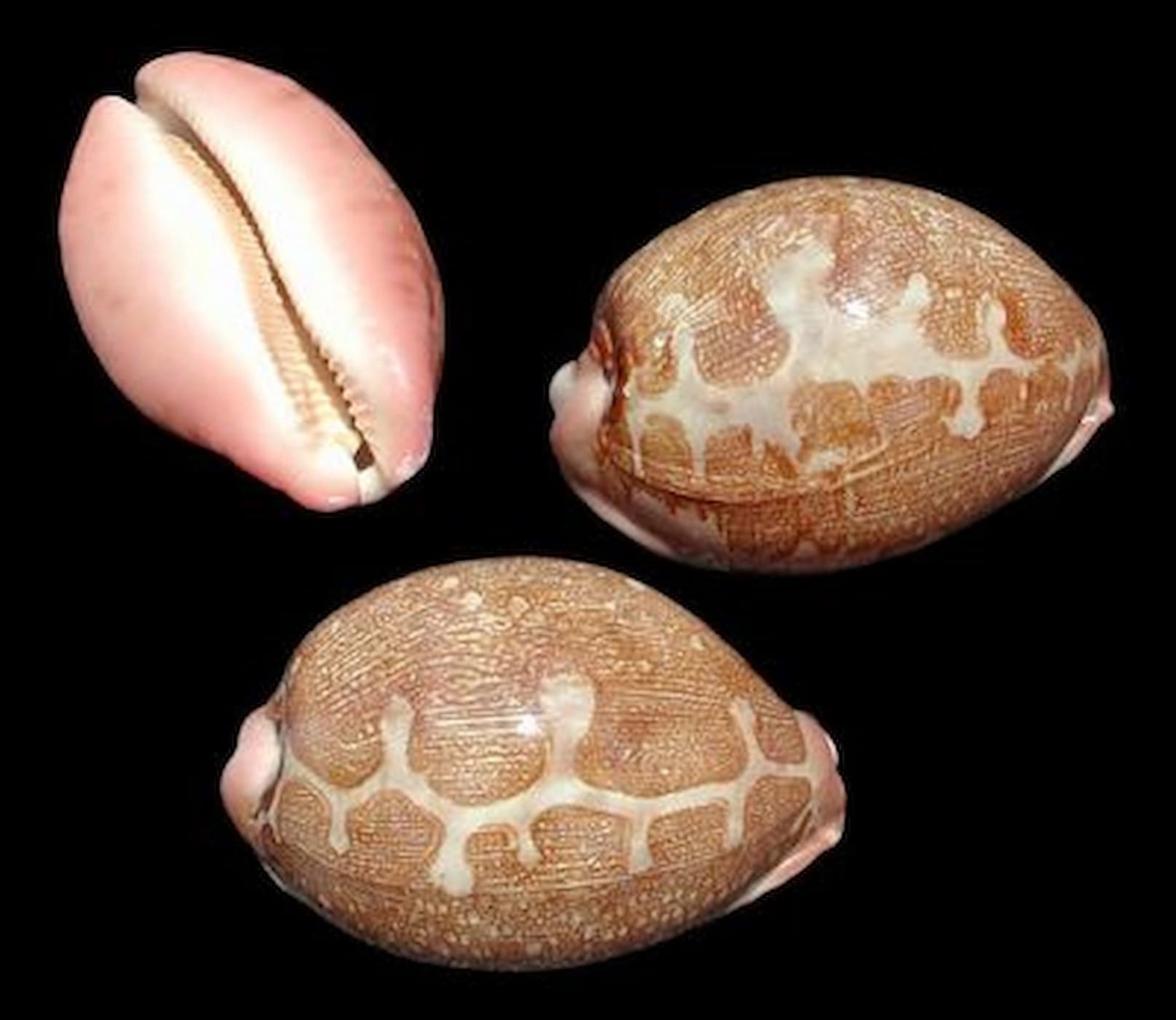 Mappa Cyprea Shells measuring 2 1/2 to 3\