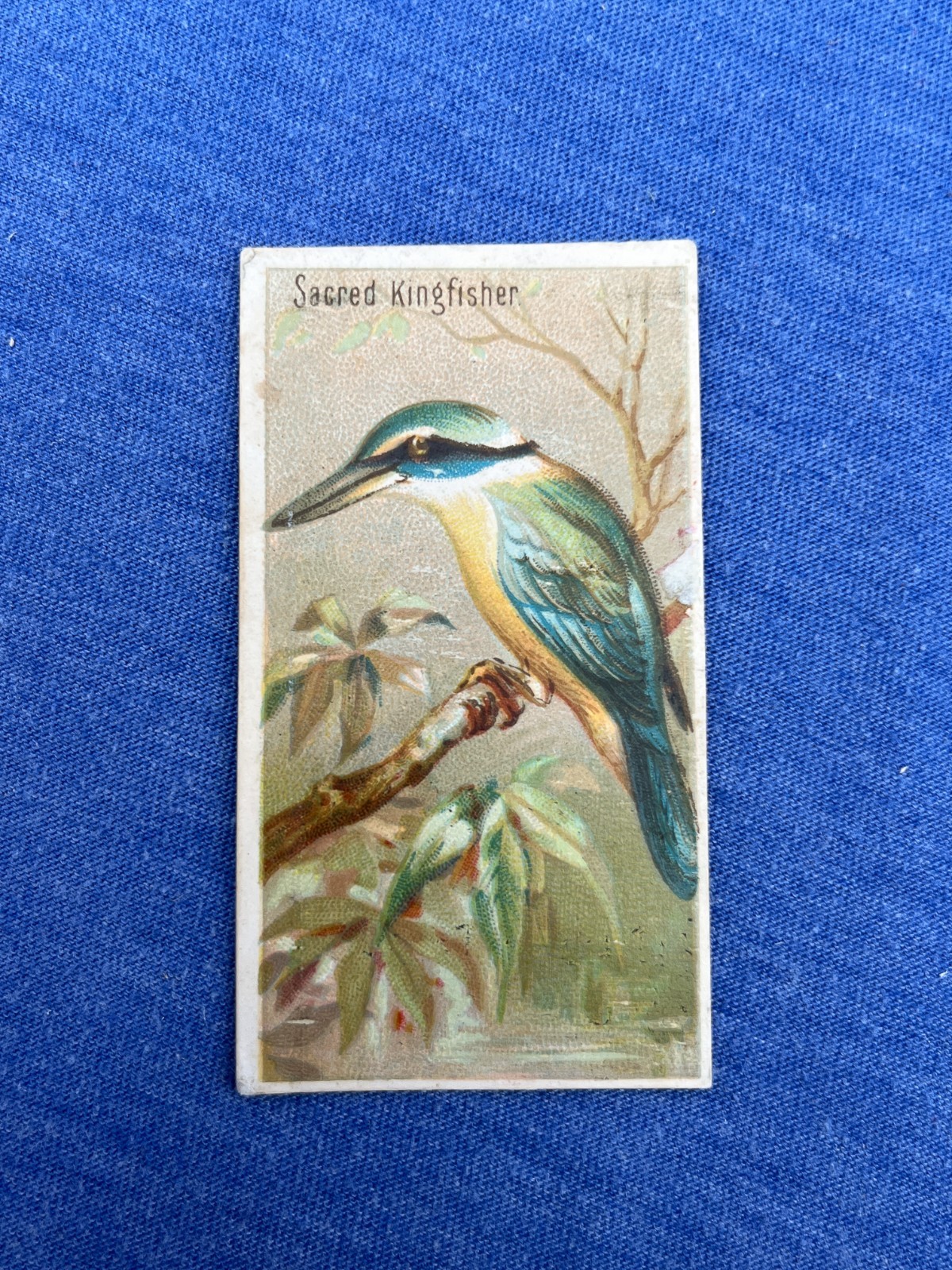 SACRED KINGFISHER 1889 N5 Allen & Ginter Birds of the Tropics