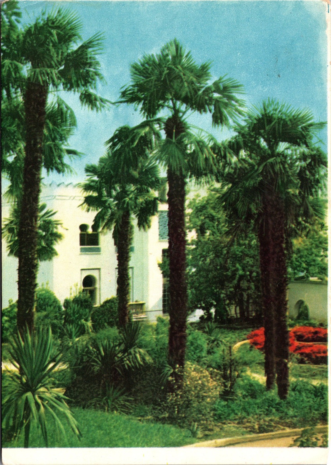 Postcard Crimea Palm Grove Red Banner Chervony Prapor  Rest-Home USSR