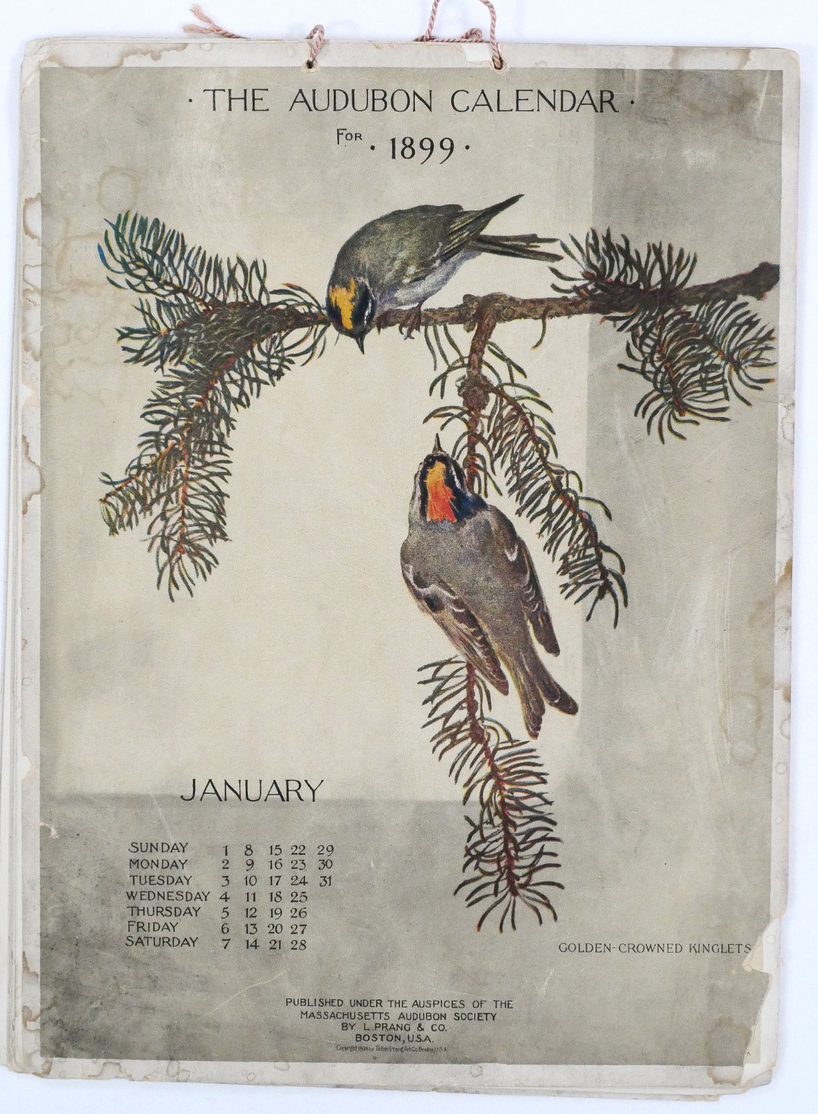 1899 Audubon Bird Calendar Massachusetts Society 12 Months Color Illustrated