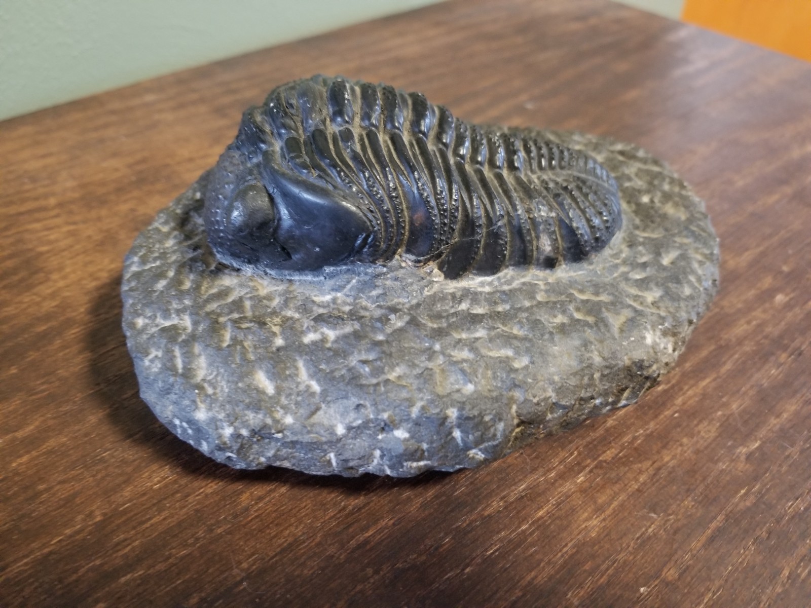 Fossil Trilobite Drotops Megalomanicus Prepared with Original Matrix 4.5 Inches