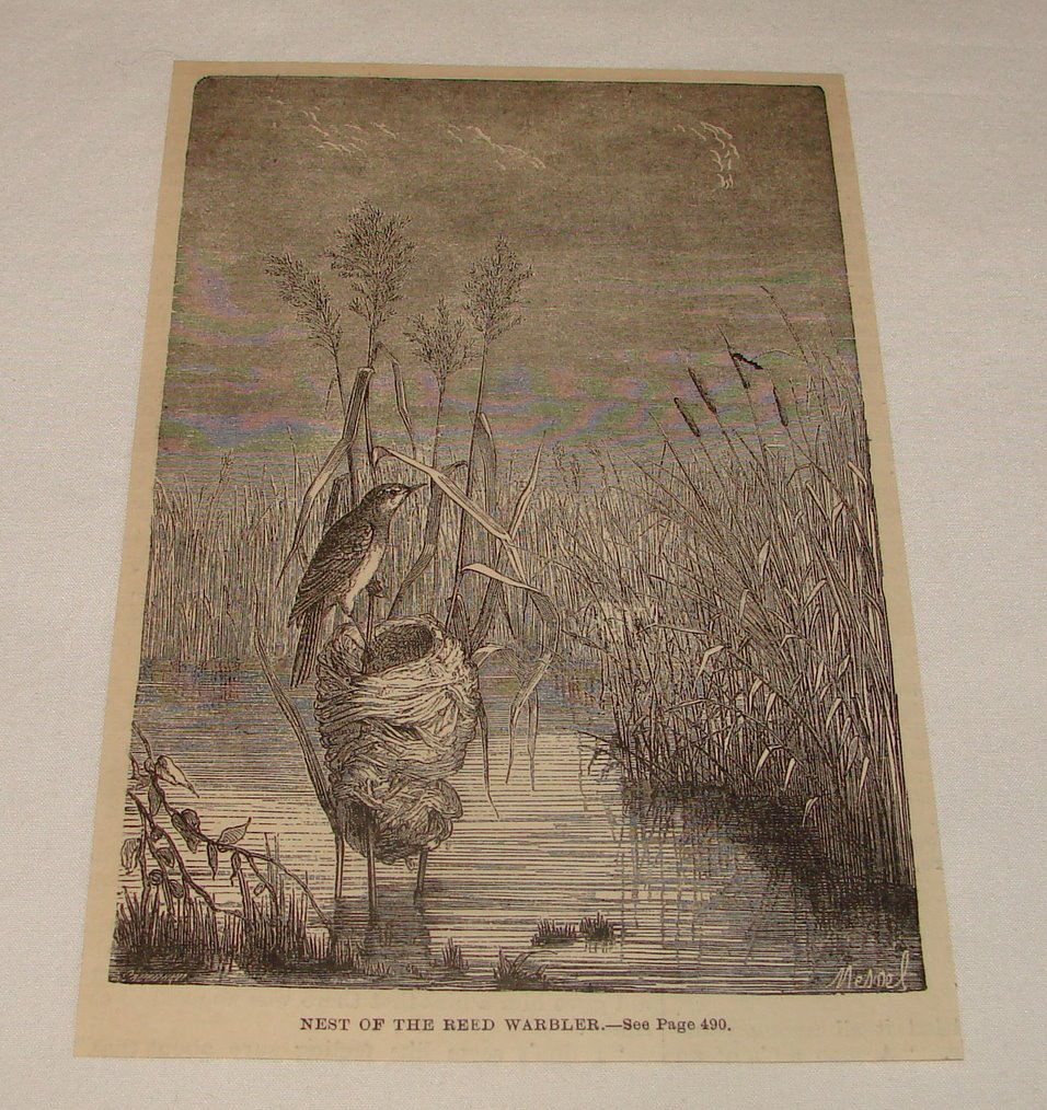 1881 magazine engraving ~ NEST OF THE REED WARBLER
