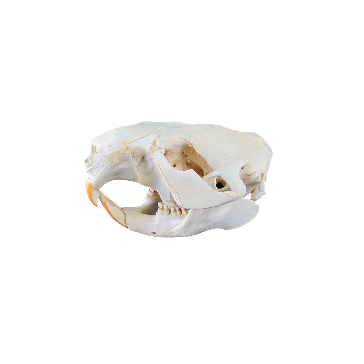 Authentic Beaver Skull Real Taxidermy Genuine Animal Bones Hunting Cabin Decor