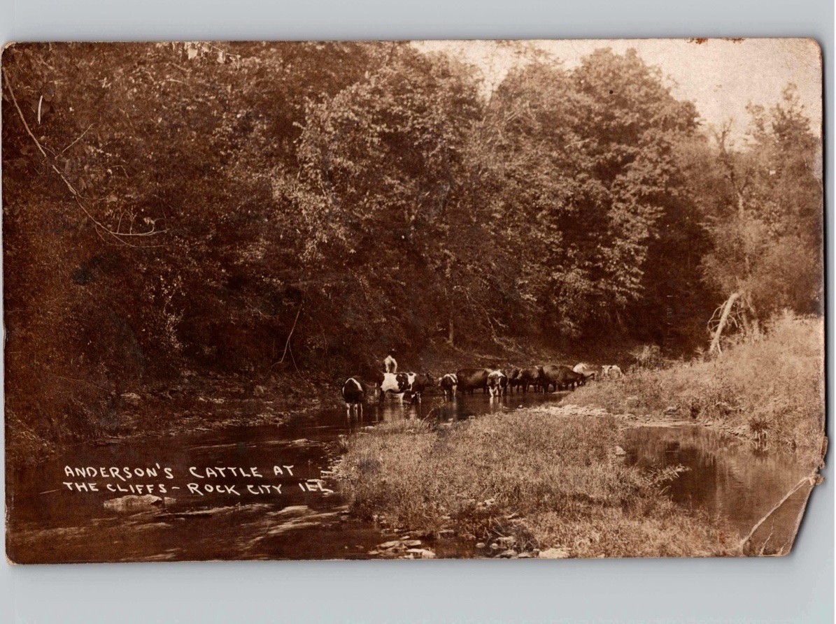 c1908 Anderson's Cattle at The Cliffs Rock City Illinois IL RPPC Photo Postcard c1908 Anderson's Cattle at The Cliffs Rock City Illinois IL RPPC Photo Postcard