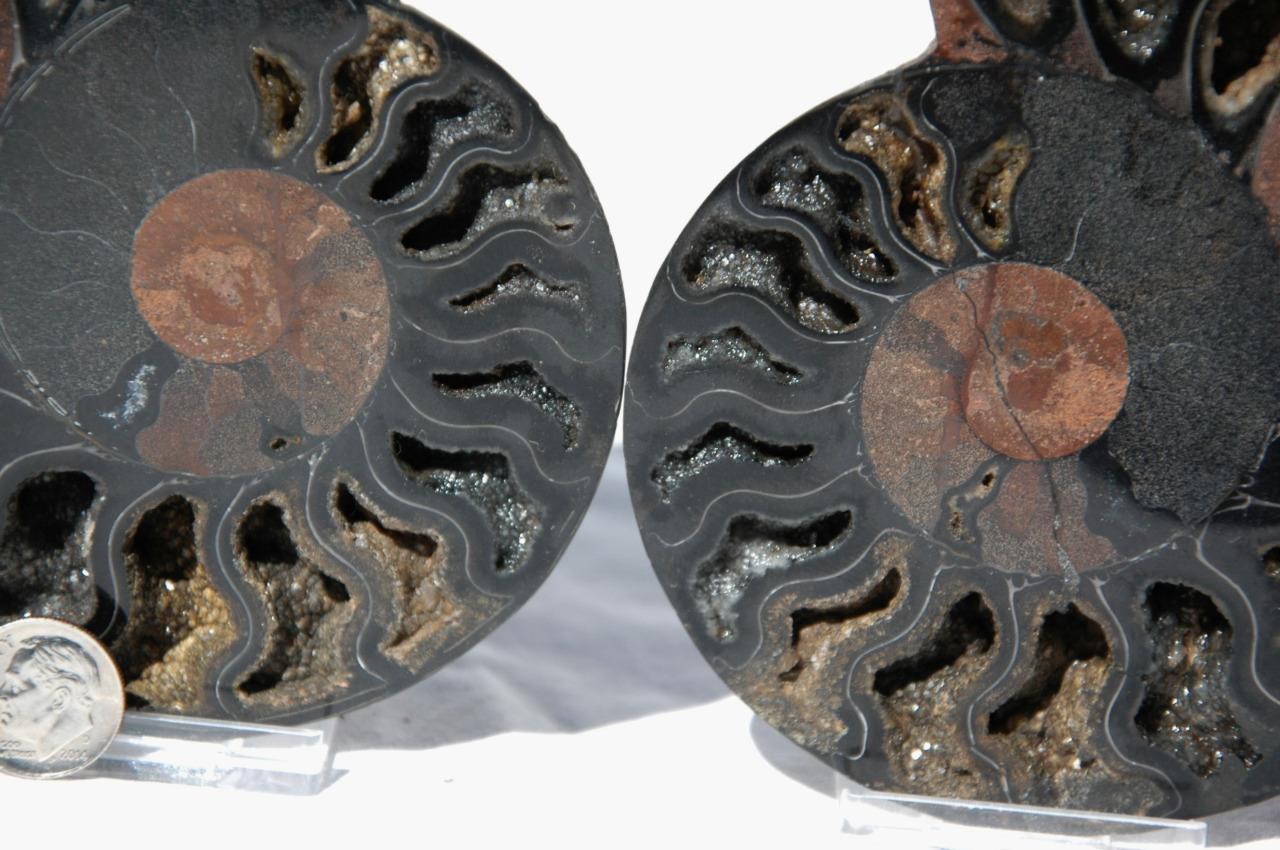 1016 RARE 1in100 BLACK Ammonite PAIR Deep Crystals 110myo FOSSIL LRG 132mm 5.3\