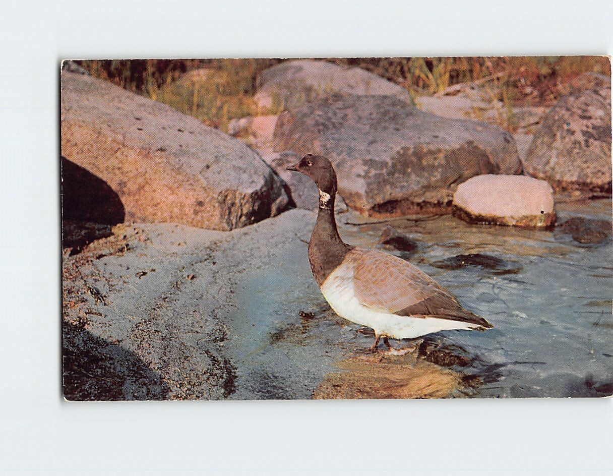 Postcard Beautiful Brant Goose Plenty More Where I Came From