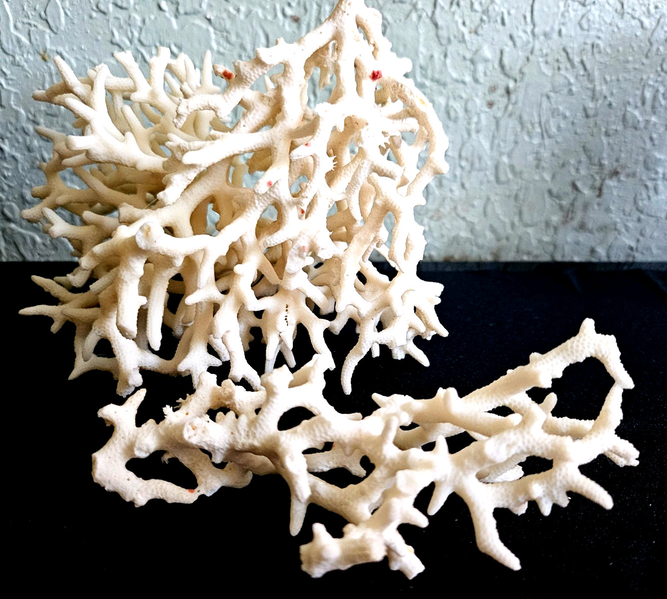 2 Natural White Dead Coral Skeleton Saltwater Aquarium 5Lx5Hx4W & 5Lx1.5Hx2W