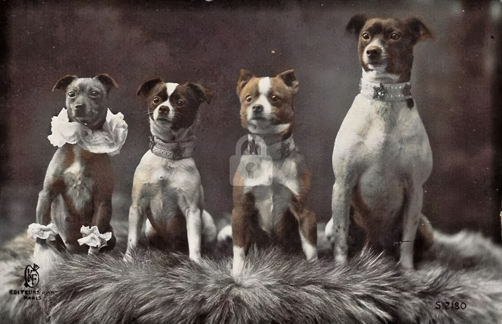 c1915 Dog Circus Troupe Performing Terriers Photo RPPC Photo Postcard COPY c1915 Dog Circus Troupe Performing Terriers Photo RPPC Photo Postcard COPY