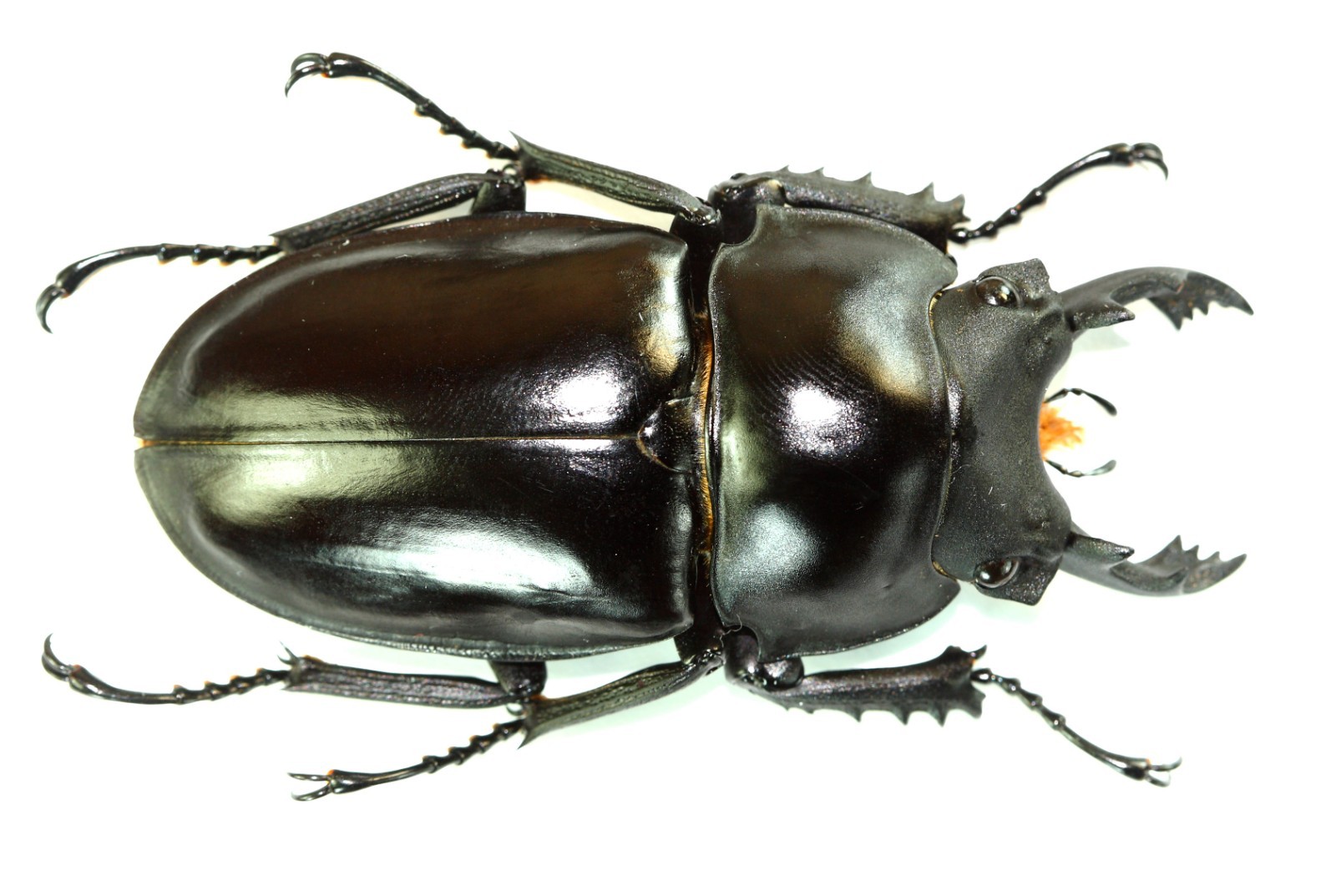 COLEOPTERA, LUCANIDAE, NEOLUCANUS MAXIMUS large from THAILAND