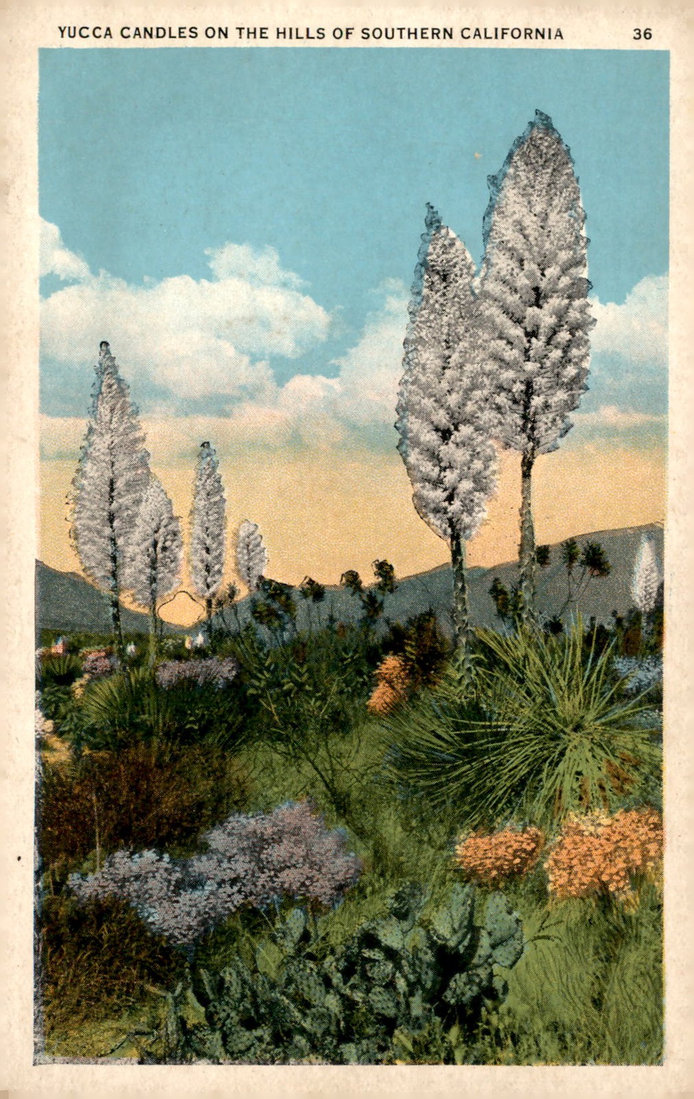 Yucca Candles in Southern California, 1936 Postcard Yucca Candles in Southern California, 1936 Postcard