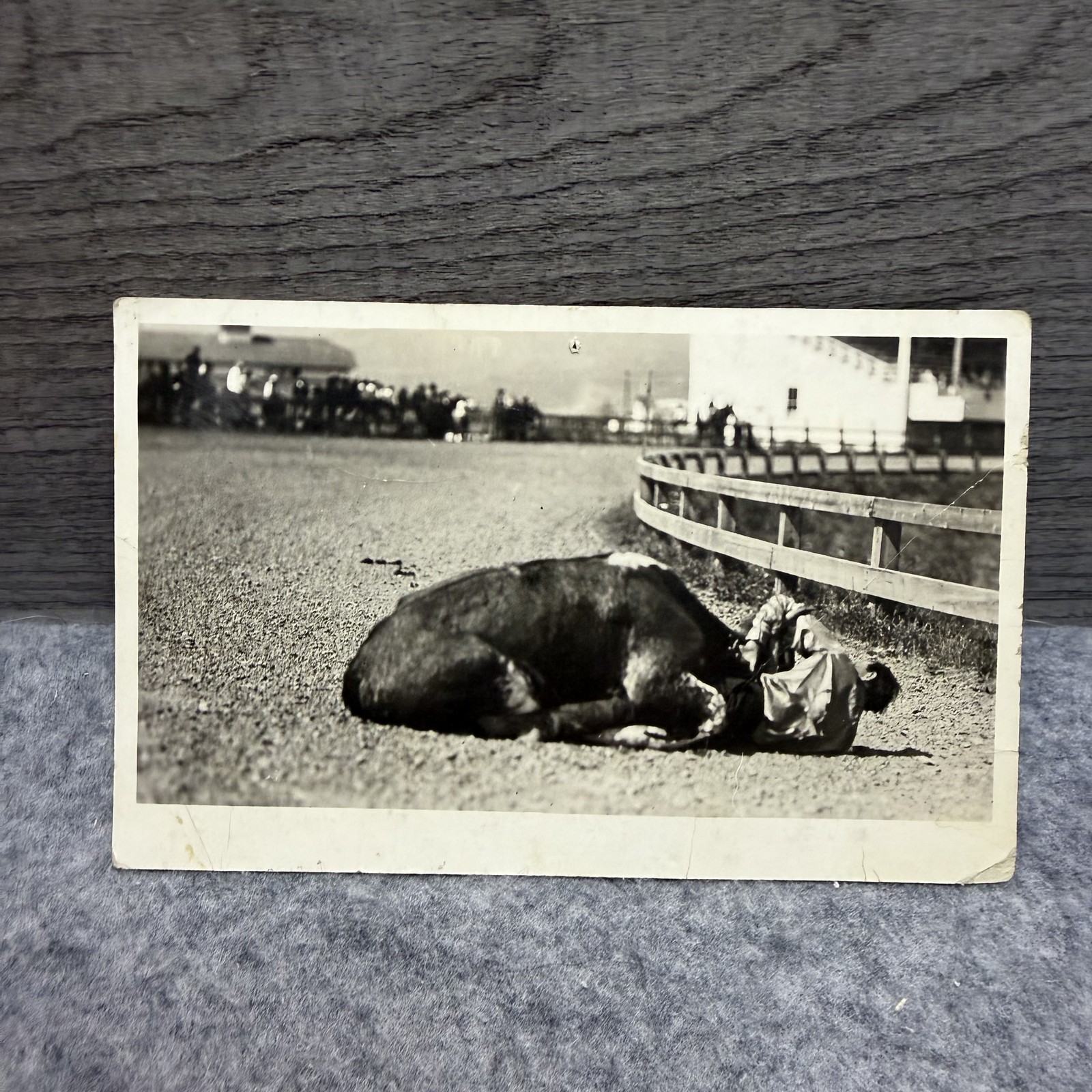 Vintage RPPC Rodeo Bronc Busting Fallen Horse Cowboy Postcard Missoula MT 1917 Vintage RPPC Rodeo Bronc Busting Fallen Horse Cowboy Postcard Missoula MT 1917