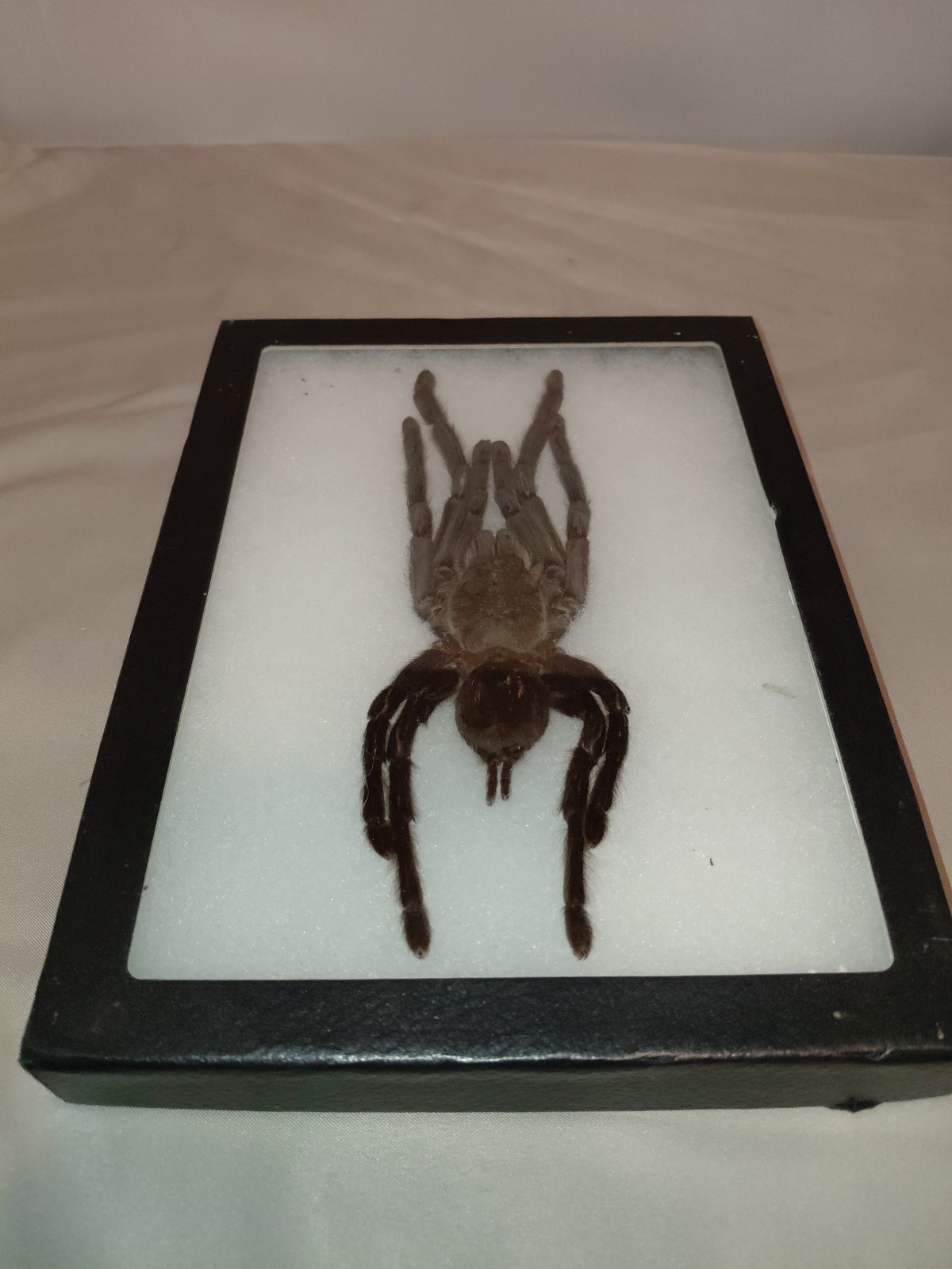 Real Giant Bird Eating Tarantula Eurypeima Spincrus Spider Taxidermy