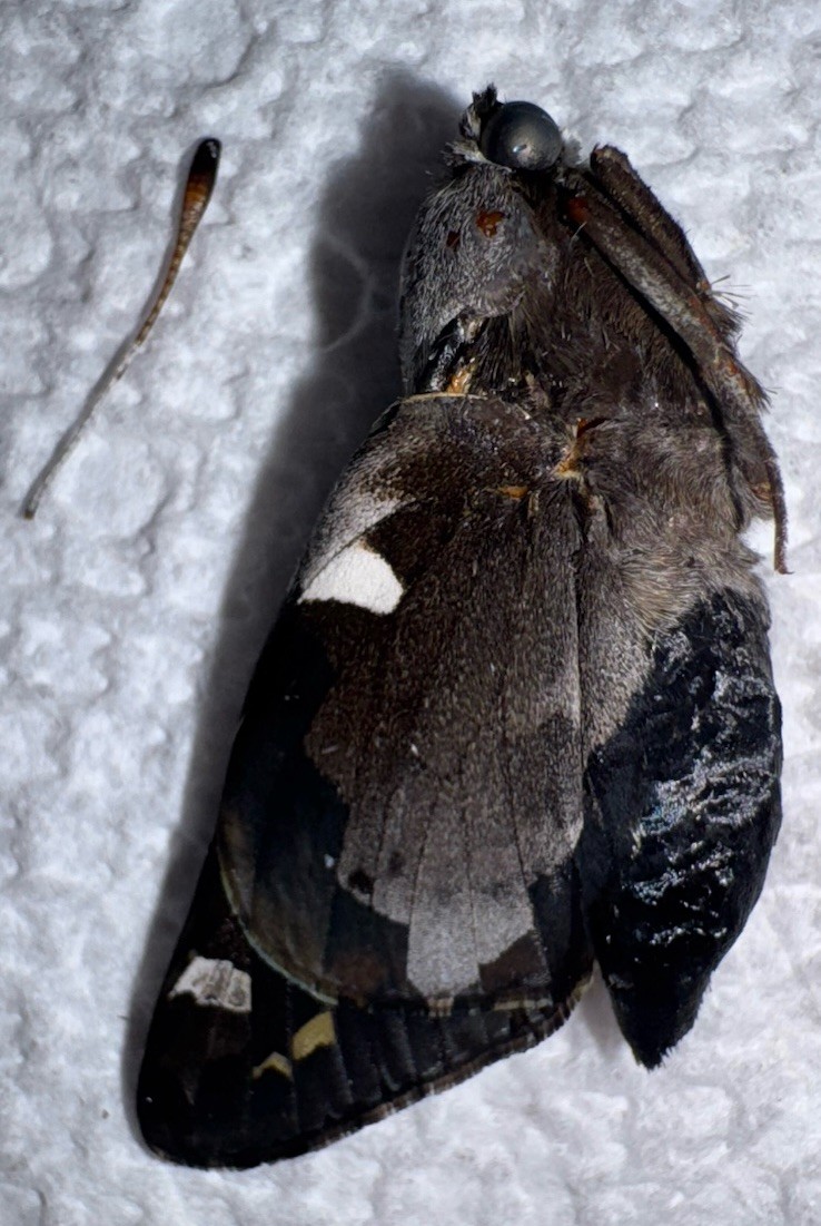 BY5 - REARED YUCCA GIANT SKIPPER - Megathymus yuccae Beautiful Greased BY5 - REARED YUCCA GIANT SKIPPER - Megathymus yuccae Beautiful Greased