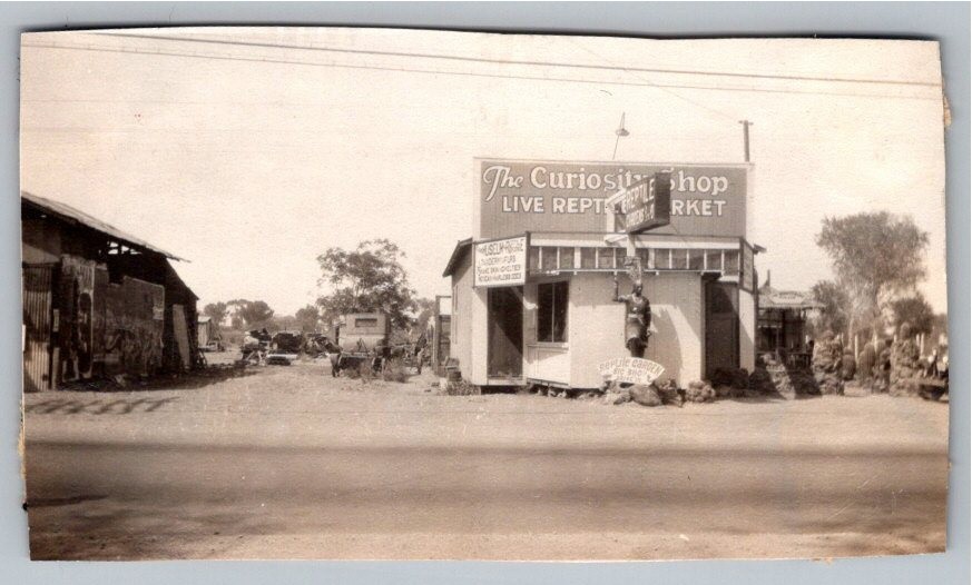 1930 Phoenix AZ Live Reptile Market Curiosity Shop Vintage B&W Photo Snapshot 1930 Phoenix AZ Live Reptile Market Curiosity Shop Vintage B&W Photo Snapshot