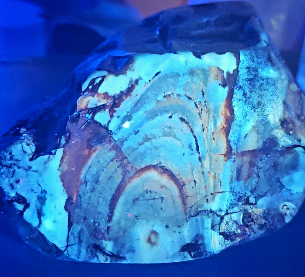 Rare LARGE Fluorescent Petrified Palm Wood Specimen – St. James, Missouri