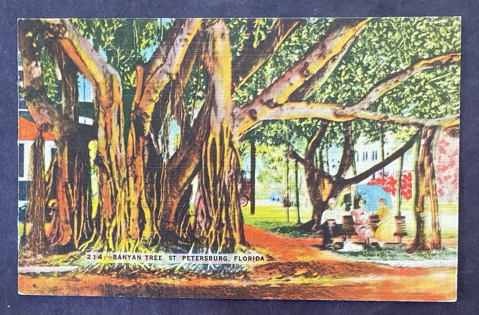 FL.  BANYAN TREE, ST. PETERSBURG, Unposted Linen.                       C235