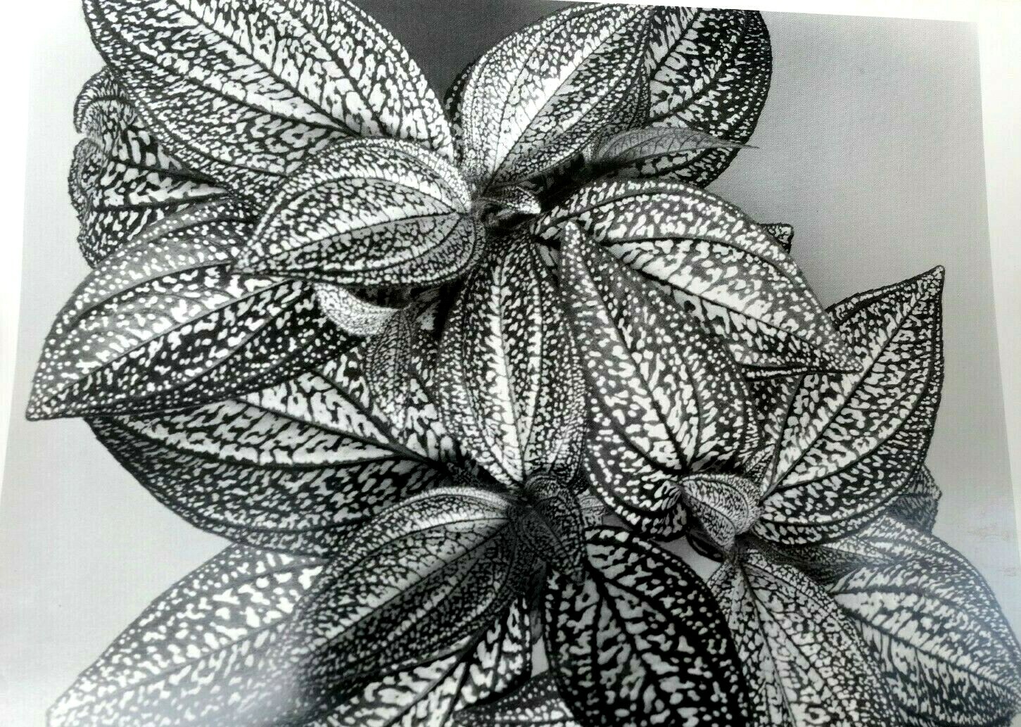 Sonerila Margaritacea 1976 Photograph by Don Worth Greeting Card D-005 floral Sonerila Margaritacea 1976 Photograph by Don Worth Greeting Card D-005 floral