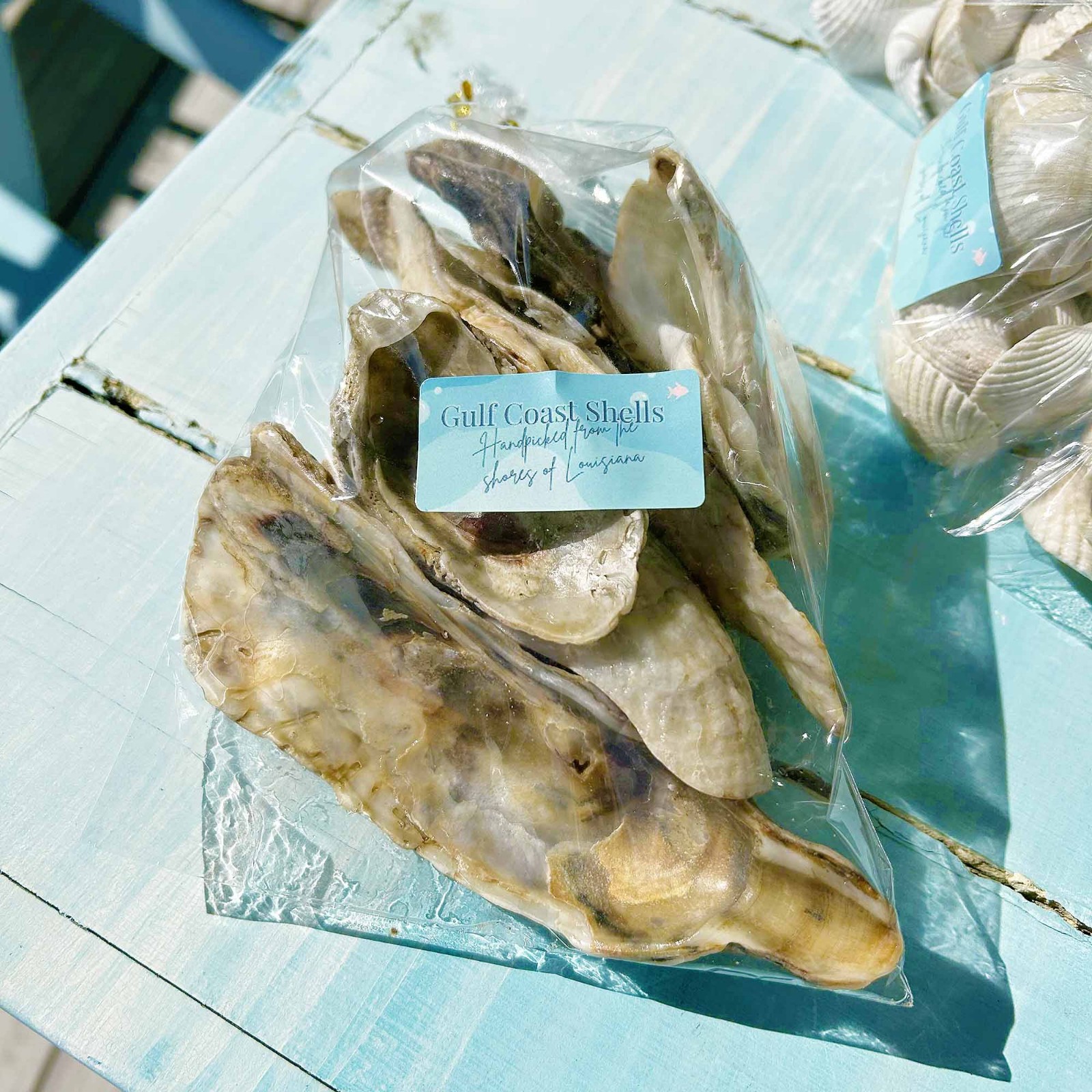 10 Large Handpicked Oyster Shells - NATURAL Louisiana Gulf Coast Shells Cleaned 10 Large Handpicked Oyster Shells - NATURAL Louisiana Gulf Coast Shells Cleaned