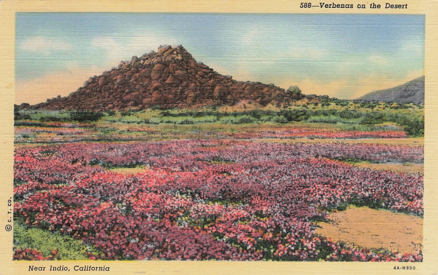 Vintage Linen Postcard Verbenas on Desert Near Indio California C.T Vintage Linen Postcard Verbenas on Desert Near Indio California C.T
