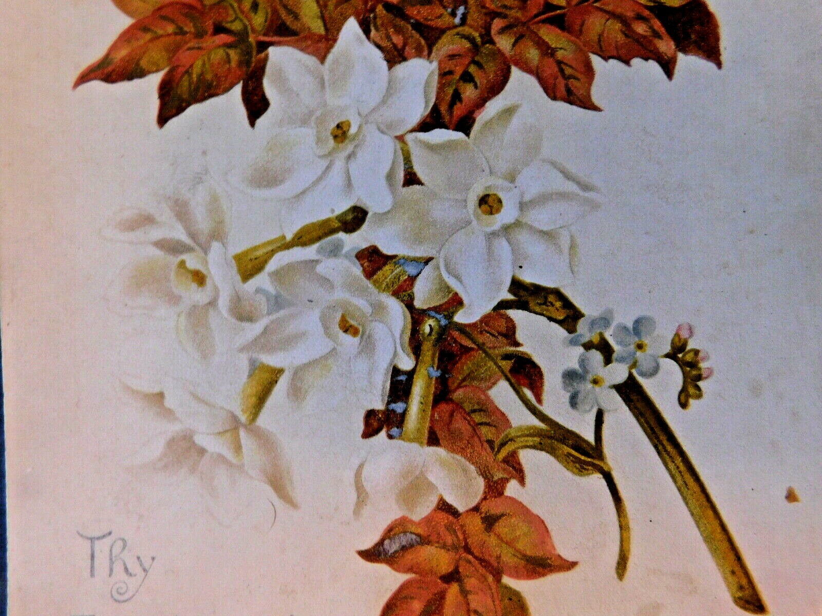 Tuck Victorian Easter Card, White Trumpet Flowers, Spring Communion, 1892 Tuck Victorian Easter Card, White Trumpet Flowers, Spring Communion, 1892