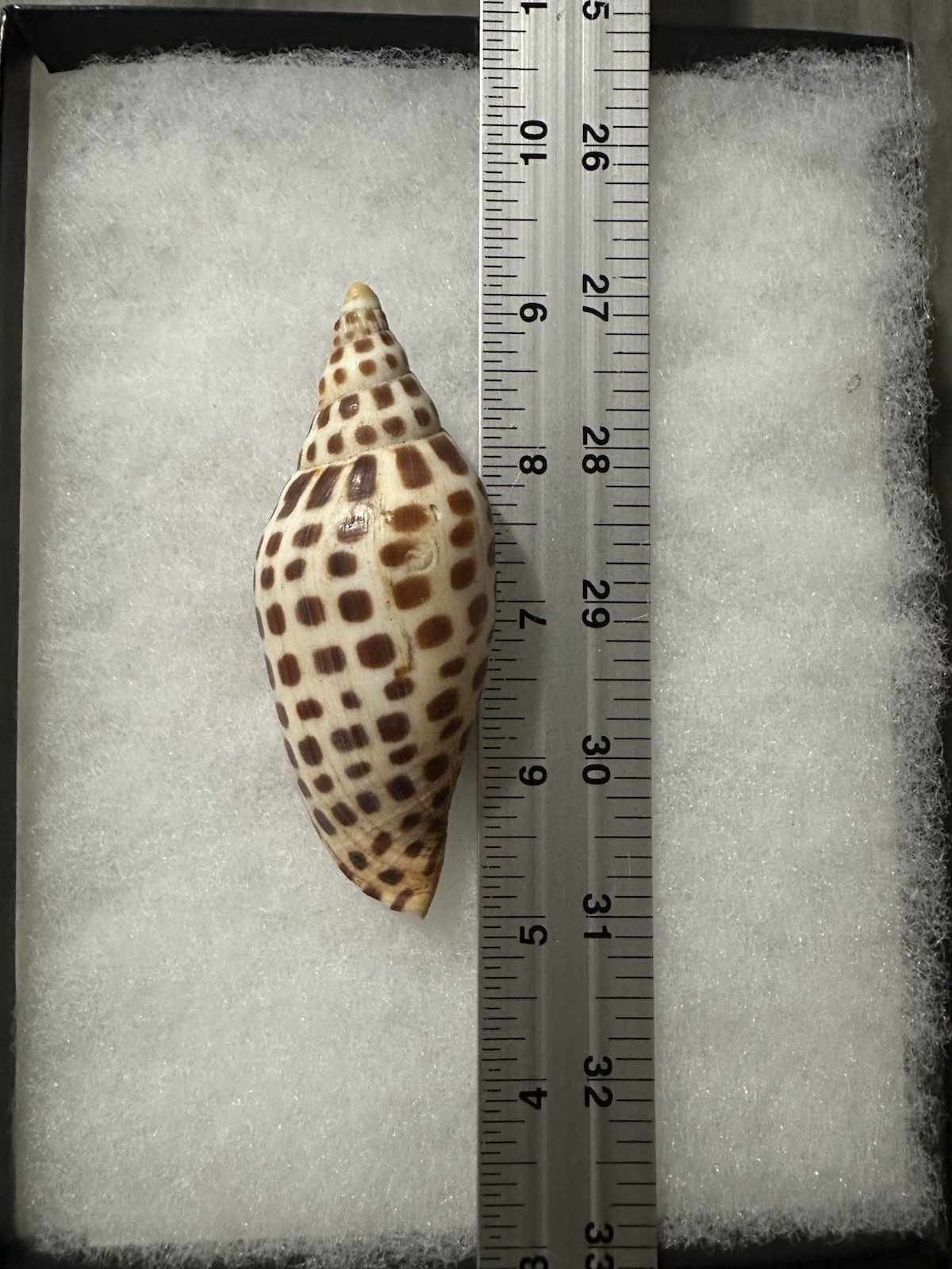 Scaphella Junonia Shell 4 Inches