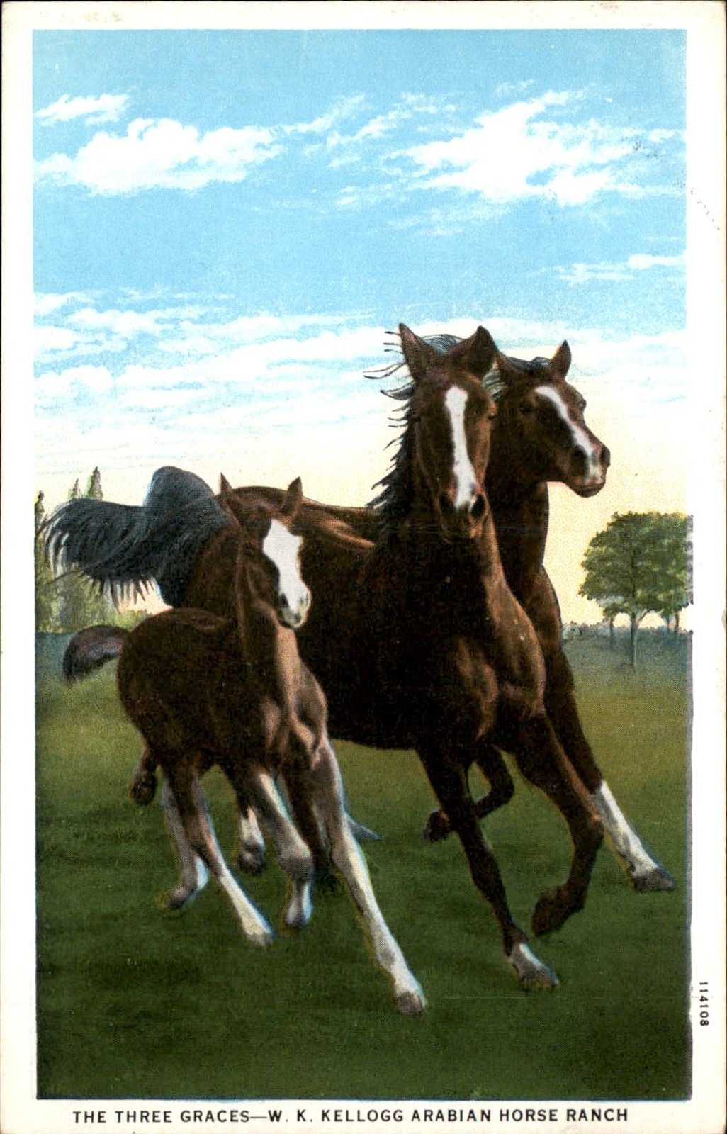Pomona CA Arabian Horses Curt Teich c1920s-30s Vintage Postcard Pomona CA Arabian Horses Curt Teich c1920s-30s Vintage Postcard