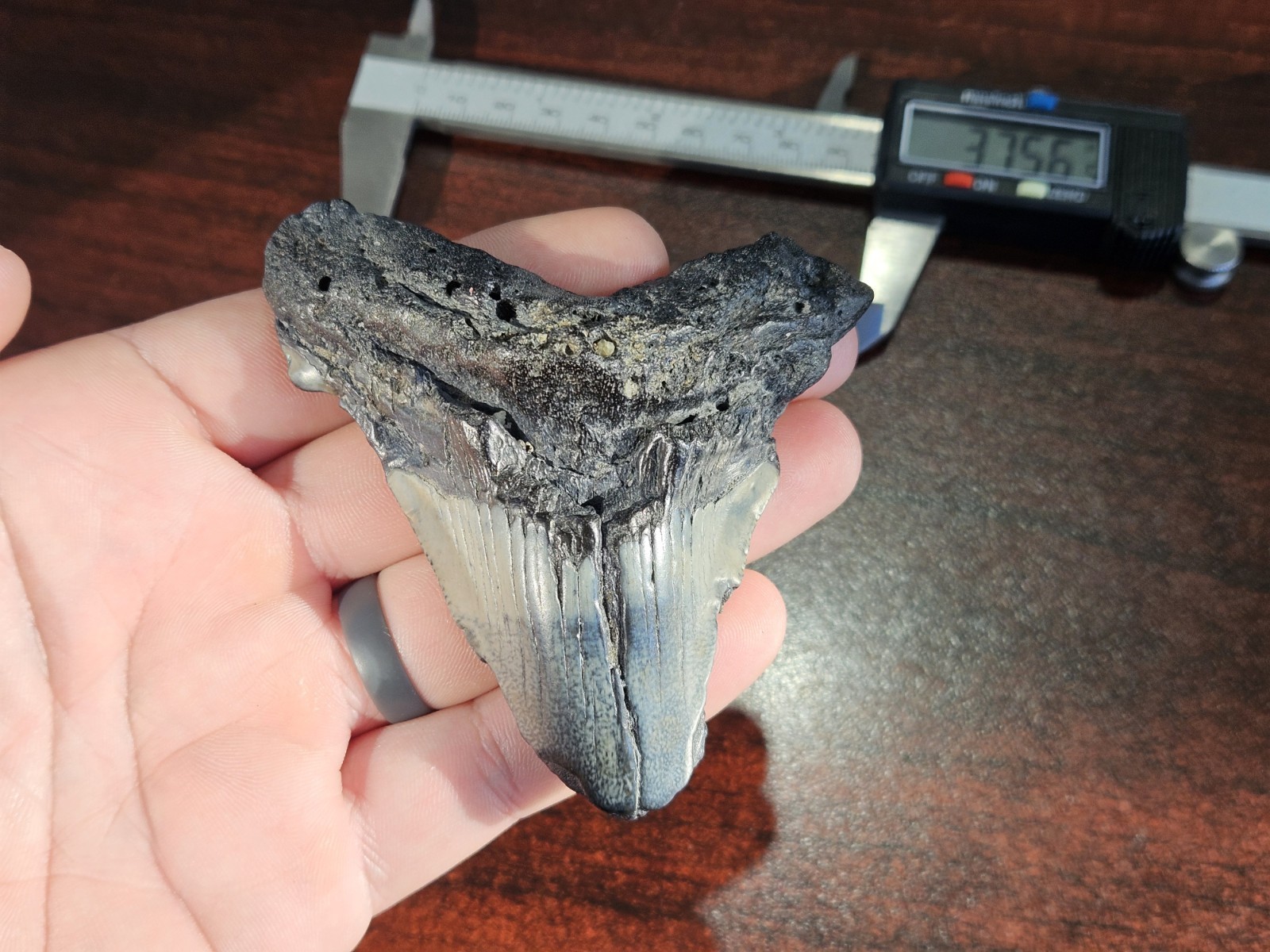 Massive 3.756 inch Angustidens shark tooth fossil from SC - No Restorations Massive 3.756 inch Angustidens shark tooth fossil from SC - No Restorations